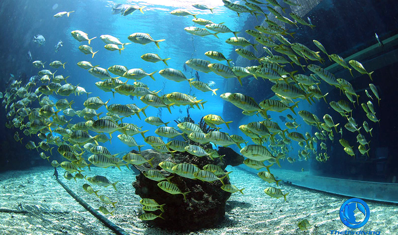 特締思海洋館潛水，我們不一樣（螞蜂窩）