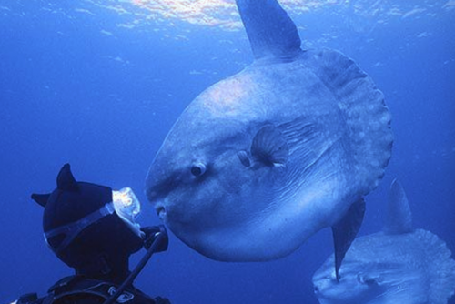 潛水時(shí)驚慌怎么辦？