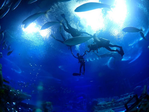 潛在水里，學(xué)做一條靜靜的魚