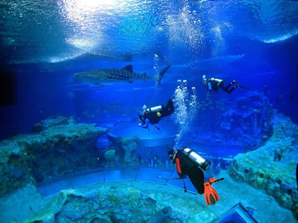 潛在水里，學(xué)做一條靜靜的魚