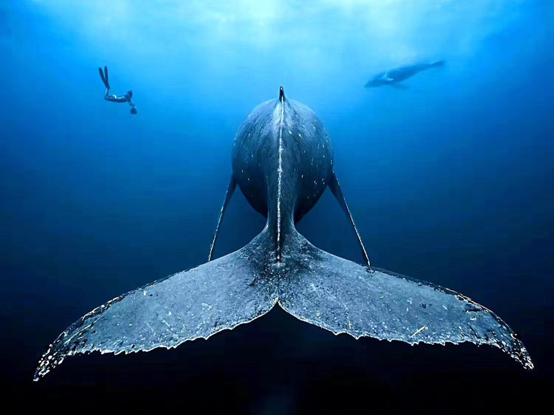 對(duì)于潛水小白的常見(jiàn)問(wèn)題