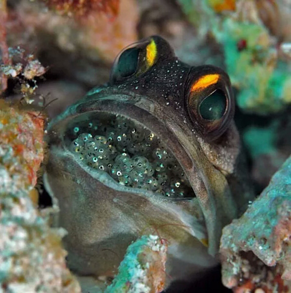 【潛水這艘賊船，這次開往上帝的花園】文章轉自/三聯生活周刊