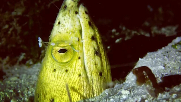 潛水拍照新姿勢，放下你的剪刀手，我們來這樣拍