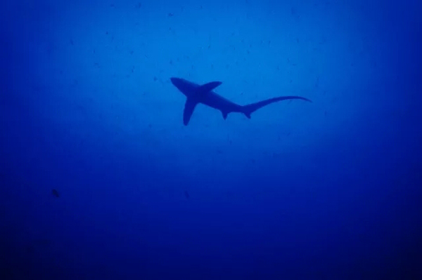 潛水拍照新姿勢，放下你的剪刀手，我們來這樣拍