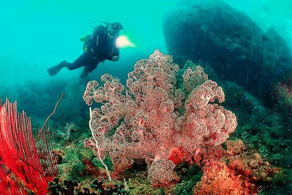 馬來(lái)西亞潛水絕佳攻略