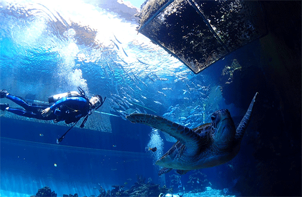 潛水常見問題，原來潛水沒你想的那么難