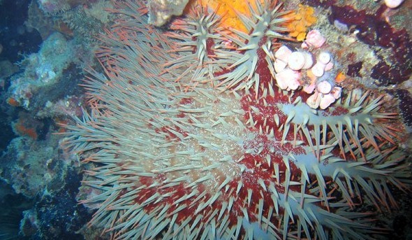 水下被海洋生物傷害到了該怎么辦？