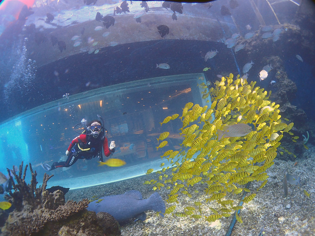 除了俯瞰大地的飛翔，還有潛入海底的翱翔。