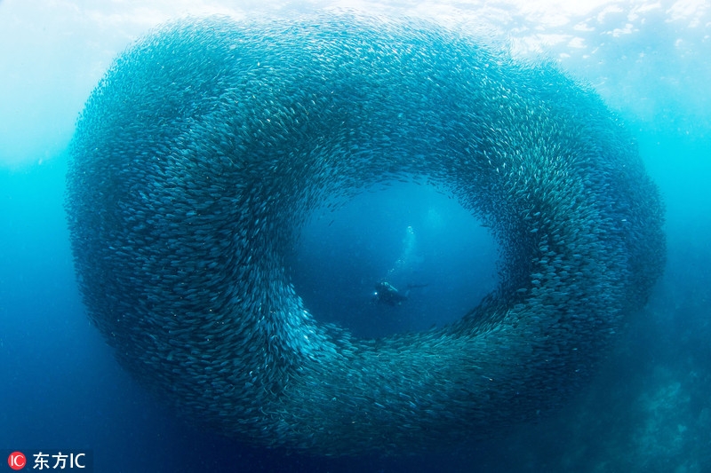潛水途中偶遇到沙丁魚(yú)“軍團(tuán)”